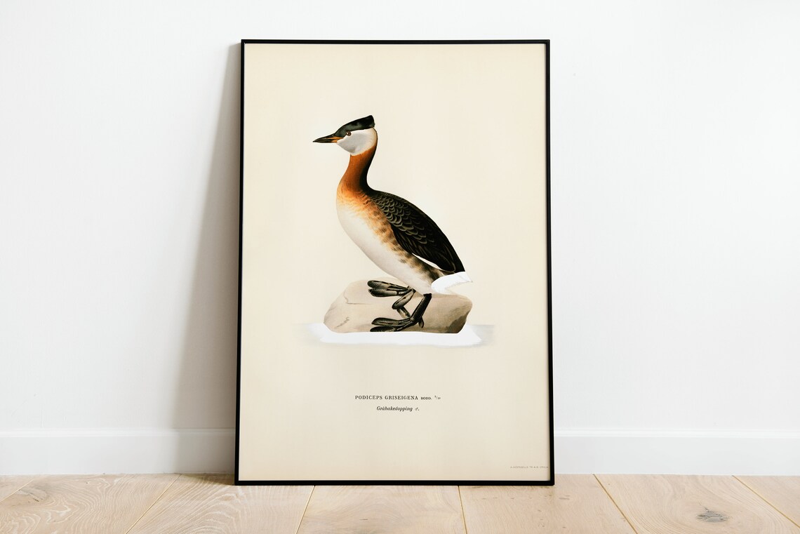 Red Necked Grebe Male Vintage Bird Illustration Natural History Poster