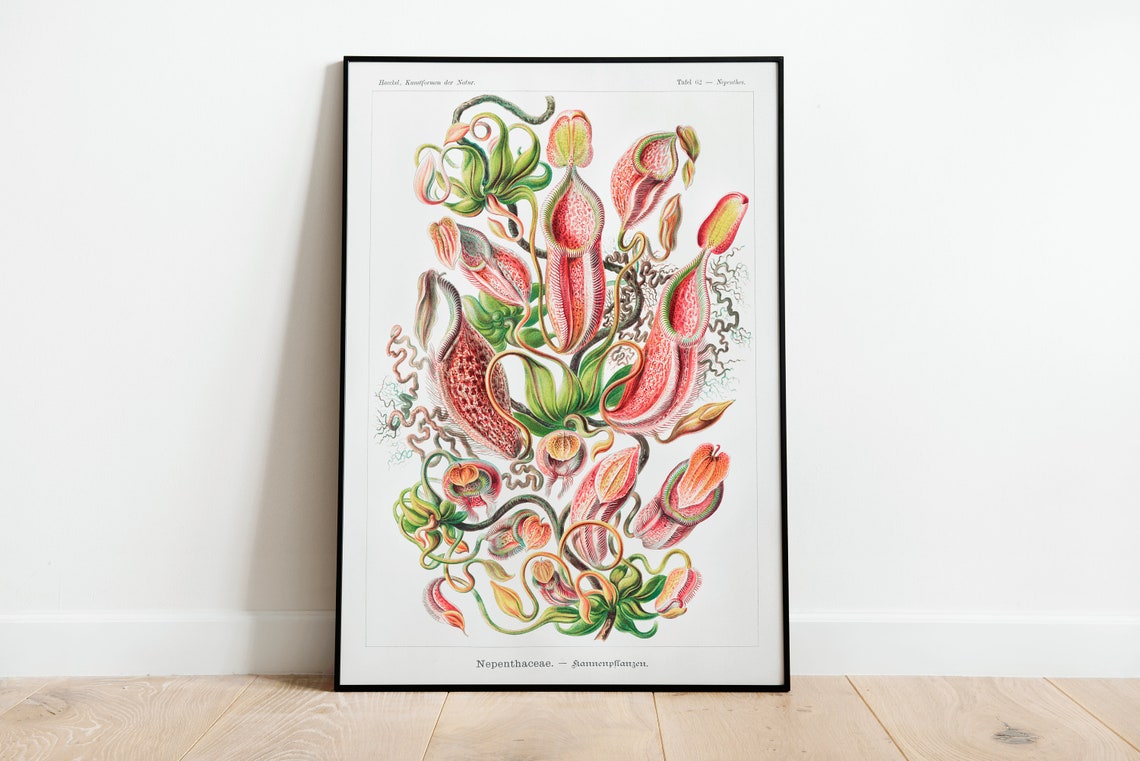 Ernst Haeckel Nepenthes Pitcher Plant Art Nouveau Scientific Poster