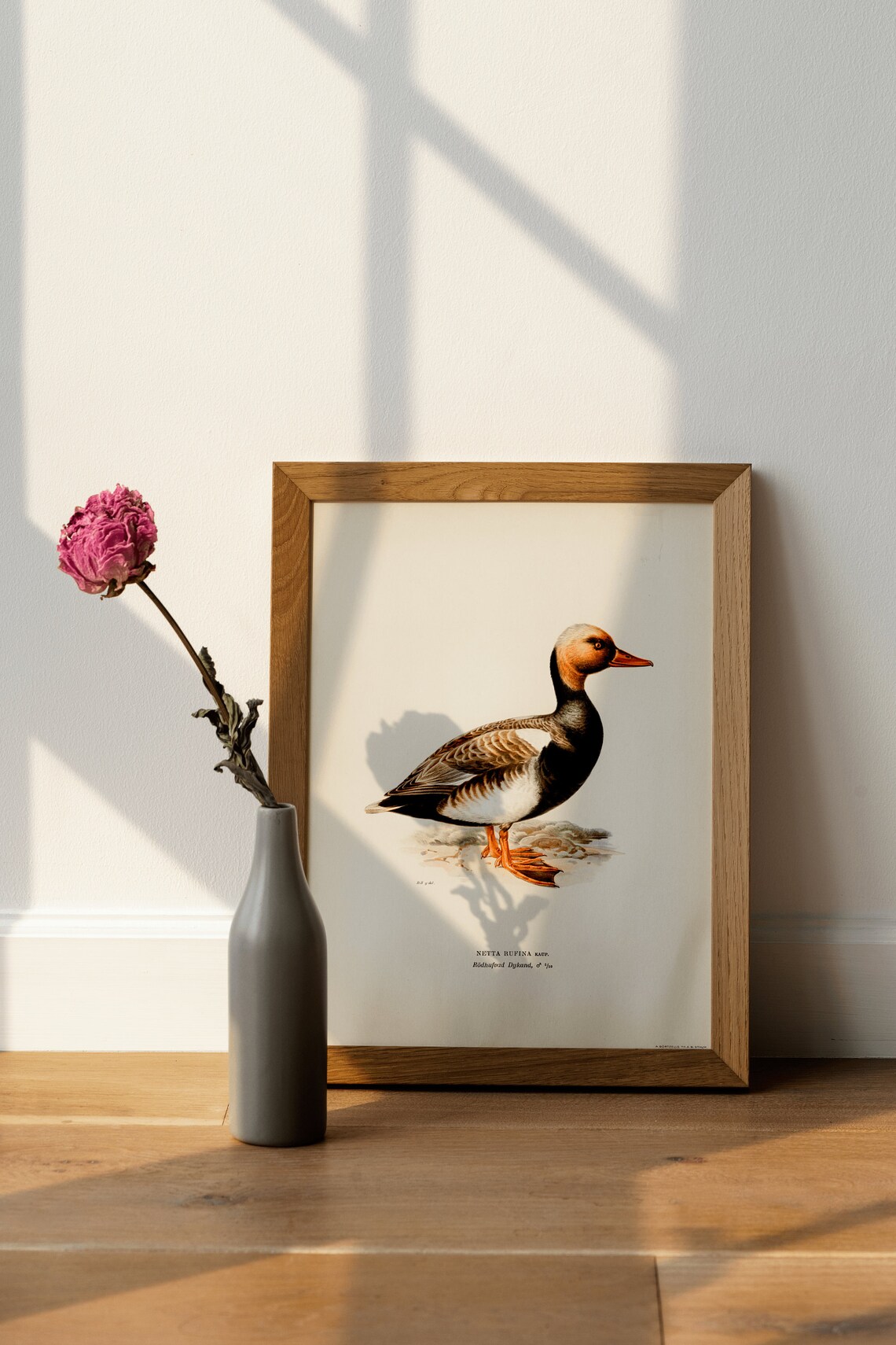 Red Crested Pochard Vintage Duck Natural History Illustration Poster - Image 2