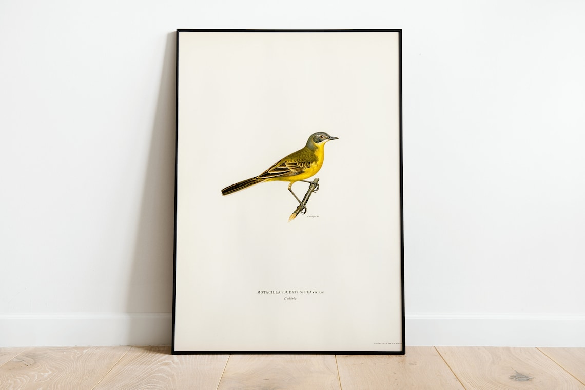 Yellow Wagtail Bird Vintage Style Ornithology Illustration Art Poster
