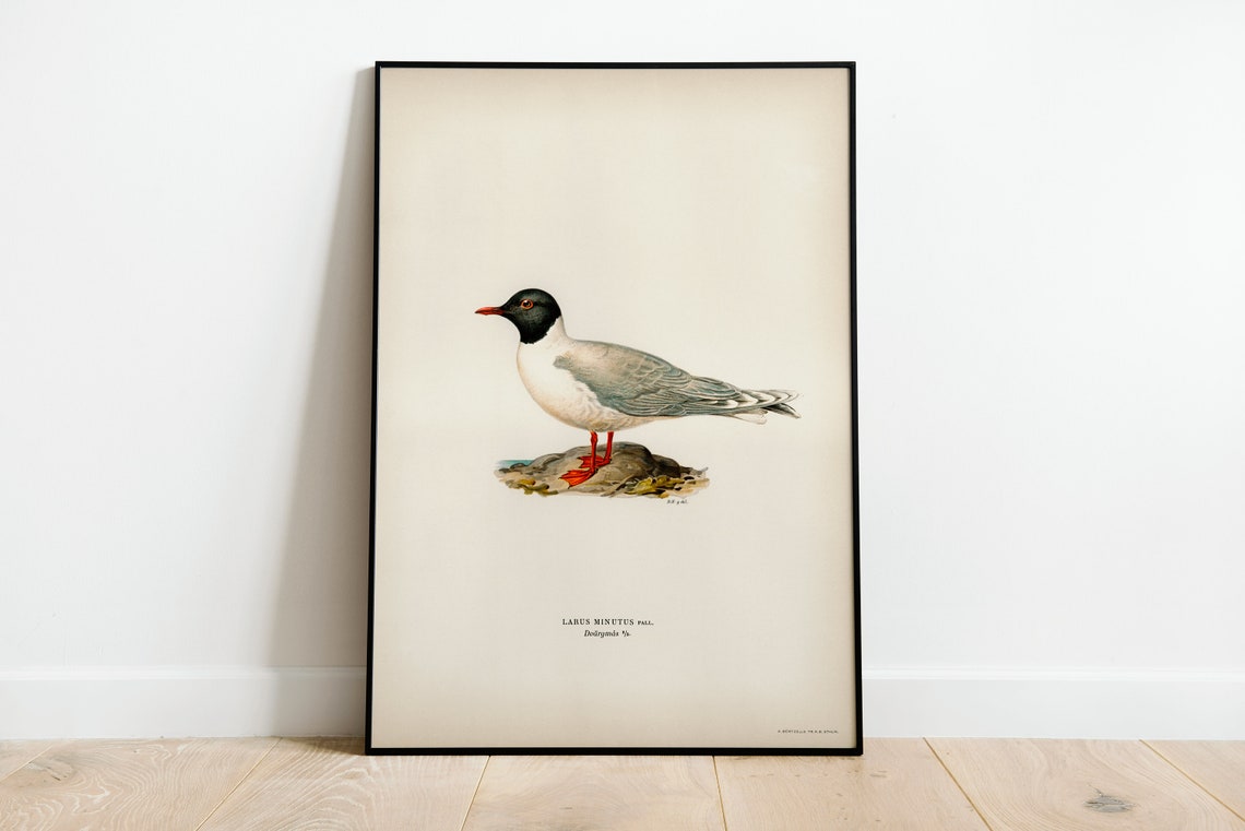 Little Gull Vintage Bird Illustration Naturalist Seabird Print