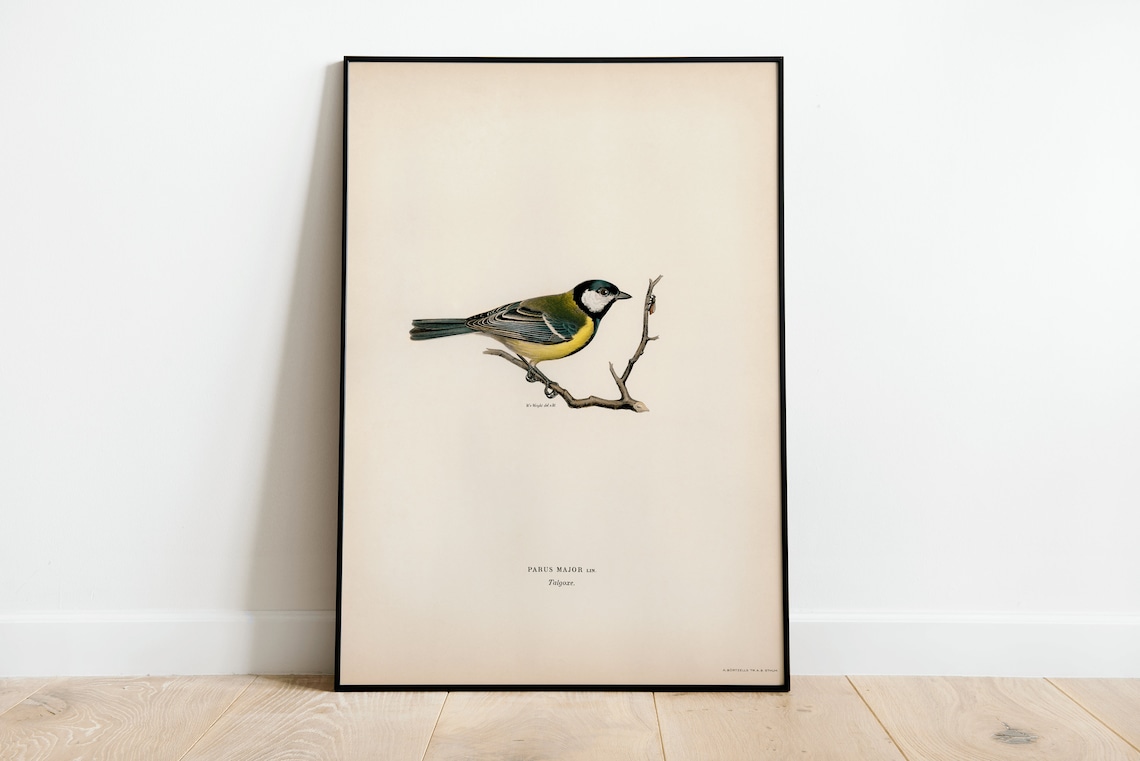 Great Tit Bird Vintage Nature Art Print Poster
