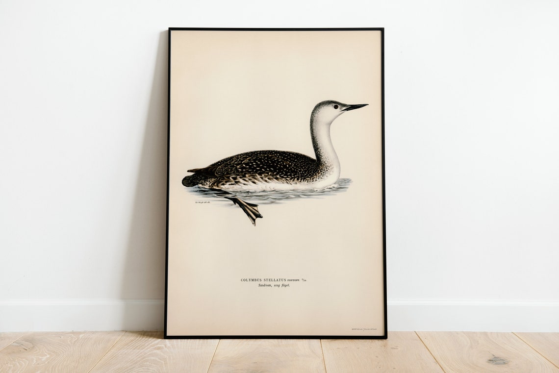 Red Throated Loon Vintage Swedish Ornithology Diver Bird Art Poster