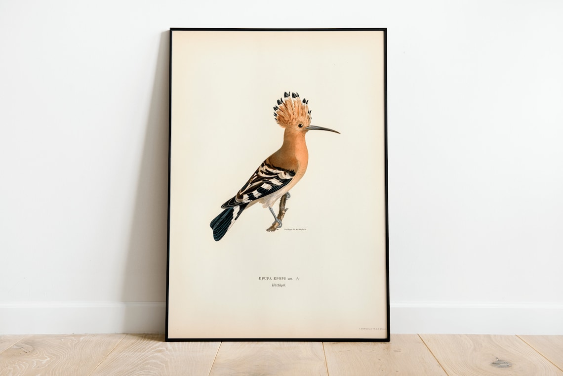 Vintage Hoopoe Bird Nature Art Print, Home Decor