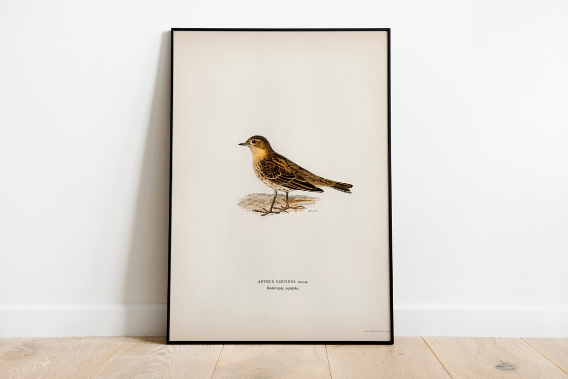 Red Throated Pipit Anthus Cervinus Vintage Bird Illustration Print