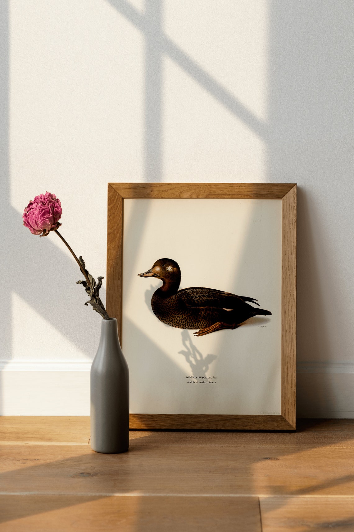 Velvet Scoter Duck Vintage Bird Illustration Archival Poster - Image 4