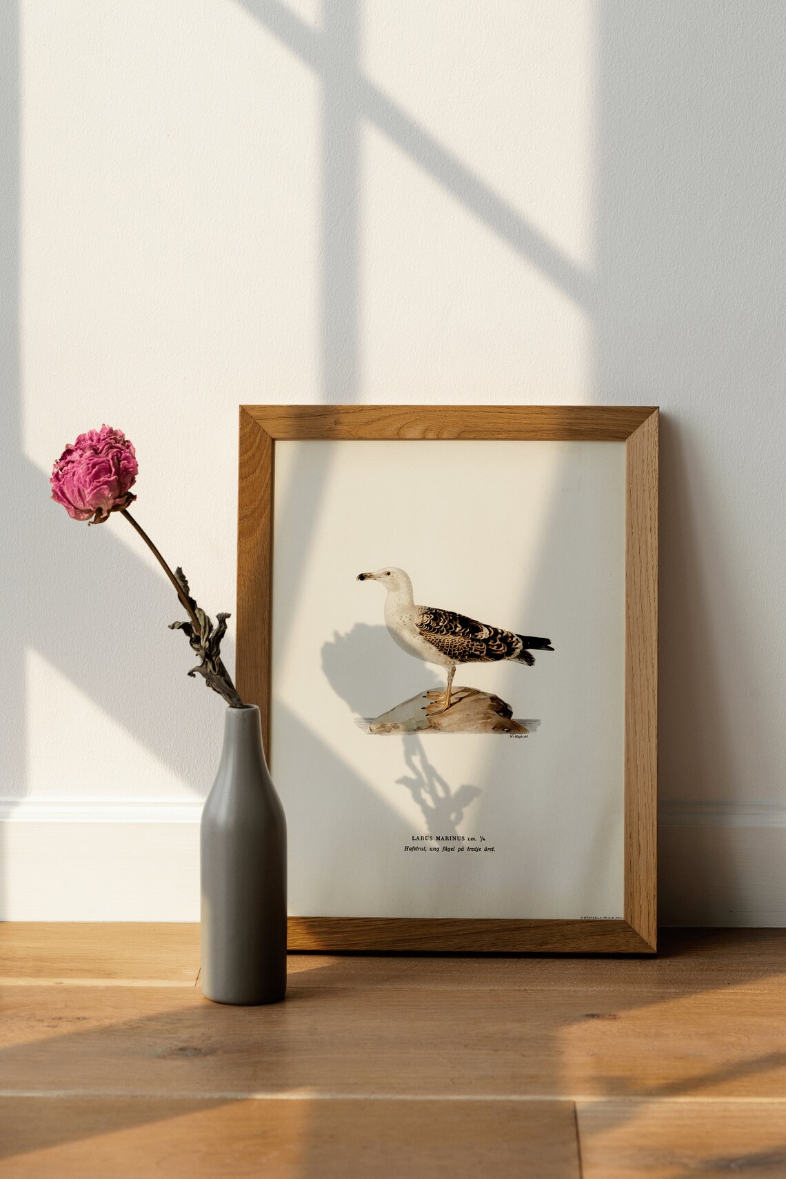 Great Black Backed Gull Seabird Vintage Bird Illustration Poster - Image 4