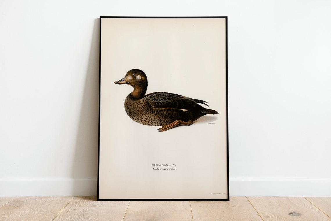 Velvet Scoter Duck Vintage Bird Illustration Archival Poster
