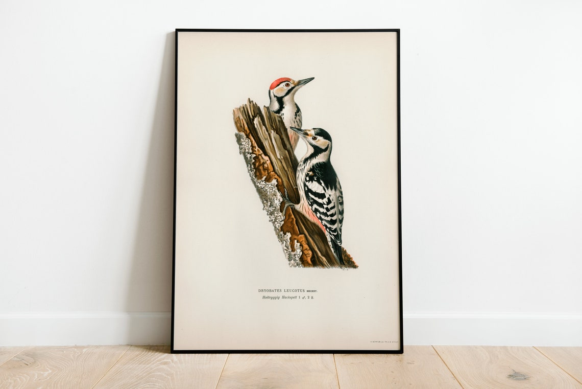 White Backed Woodpecker Pair Vintage Natural History Bird Poster