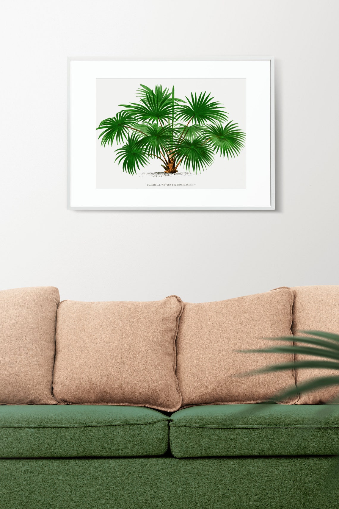 Vintage Livistona Australis Palm Tree Botanical Illustration Poster - Image 2