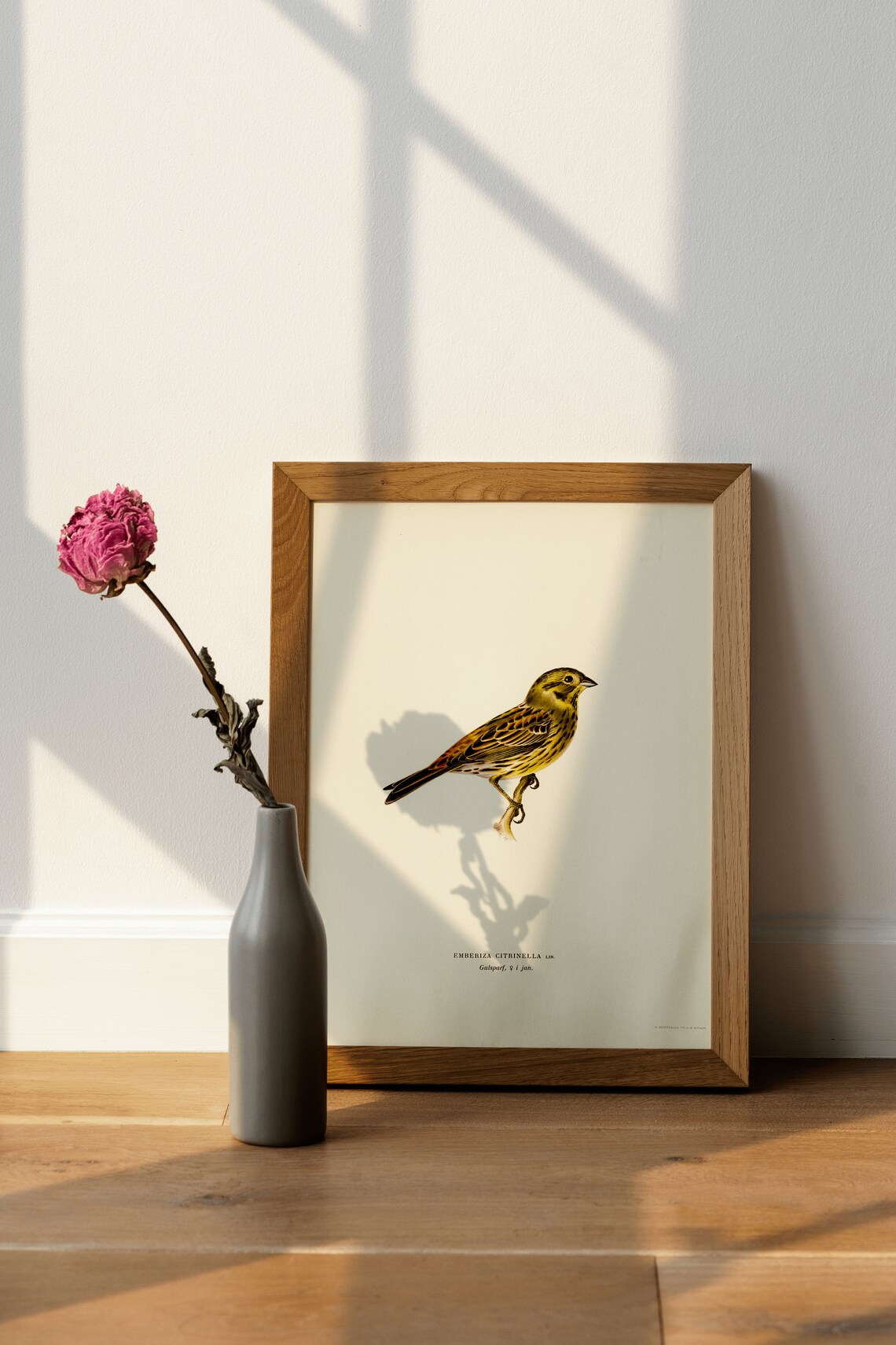 Yellowhammer Female Bird Vintage Nature Art Print - Image 3