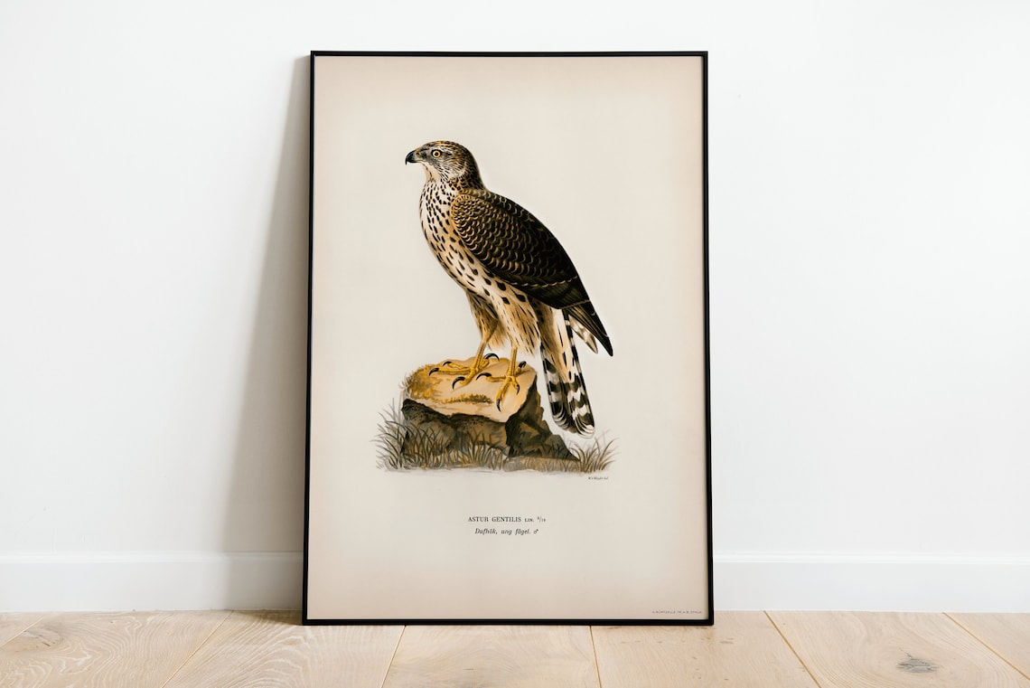 Goshawk Male Bird of Prey Vintage Nature Poster