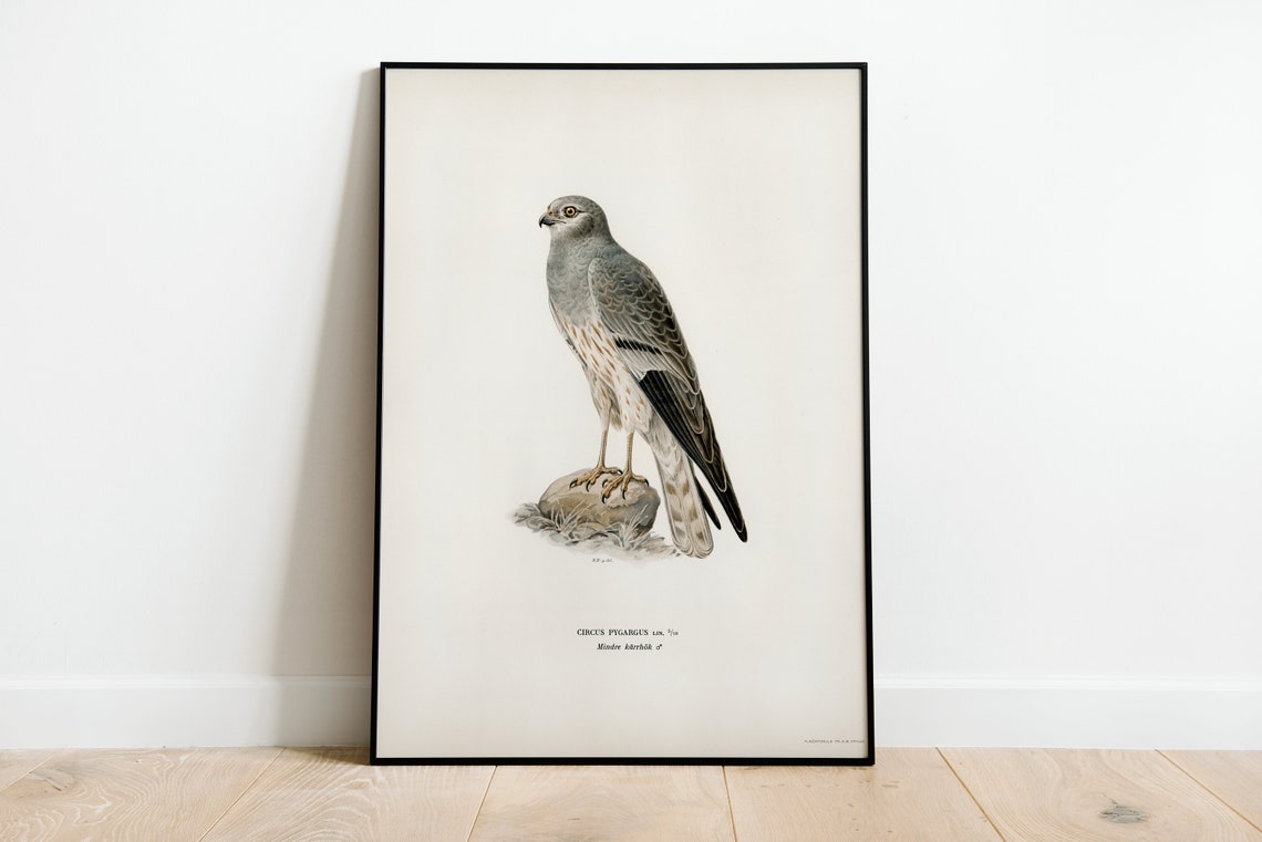 Montagus Harrier Circus Pygargus Bird of Prey Vintage Art Print