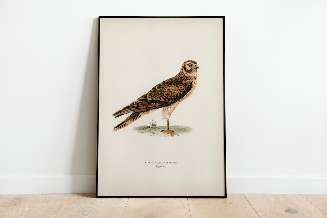 Pallid Harrier Female Bird of Prey Art Print