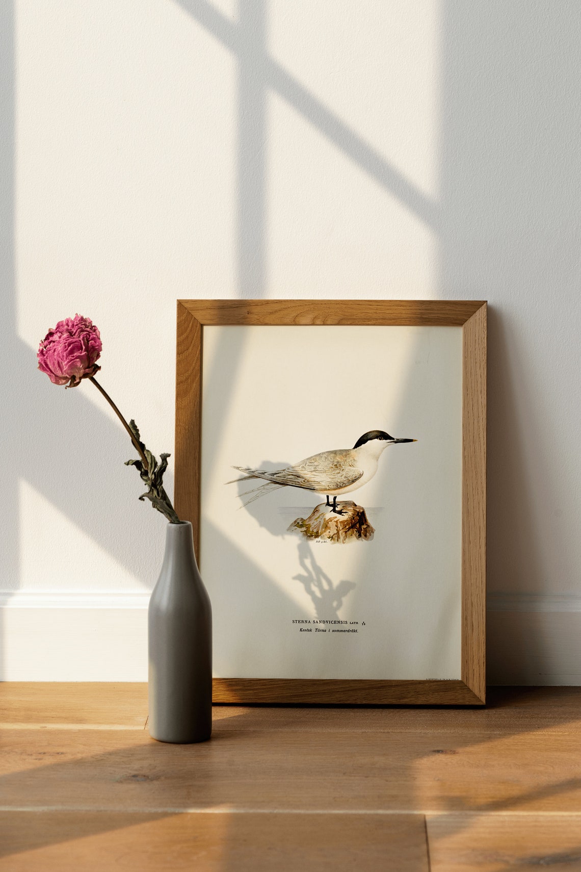 Sandwich Tern Vintage Swedish Ornithology Bird Illustration Poster - Image 4