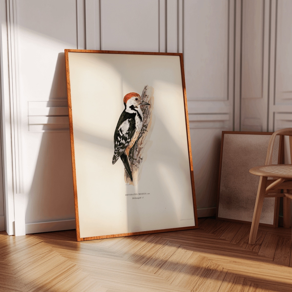 Middle Spotted Woodpecker Vintage Naturalist Bird Illustration Poster