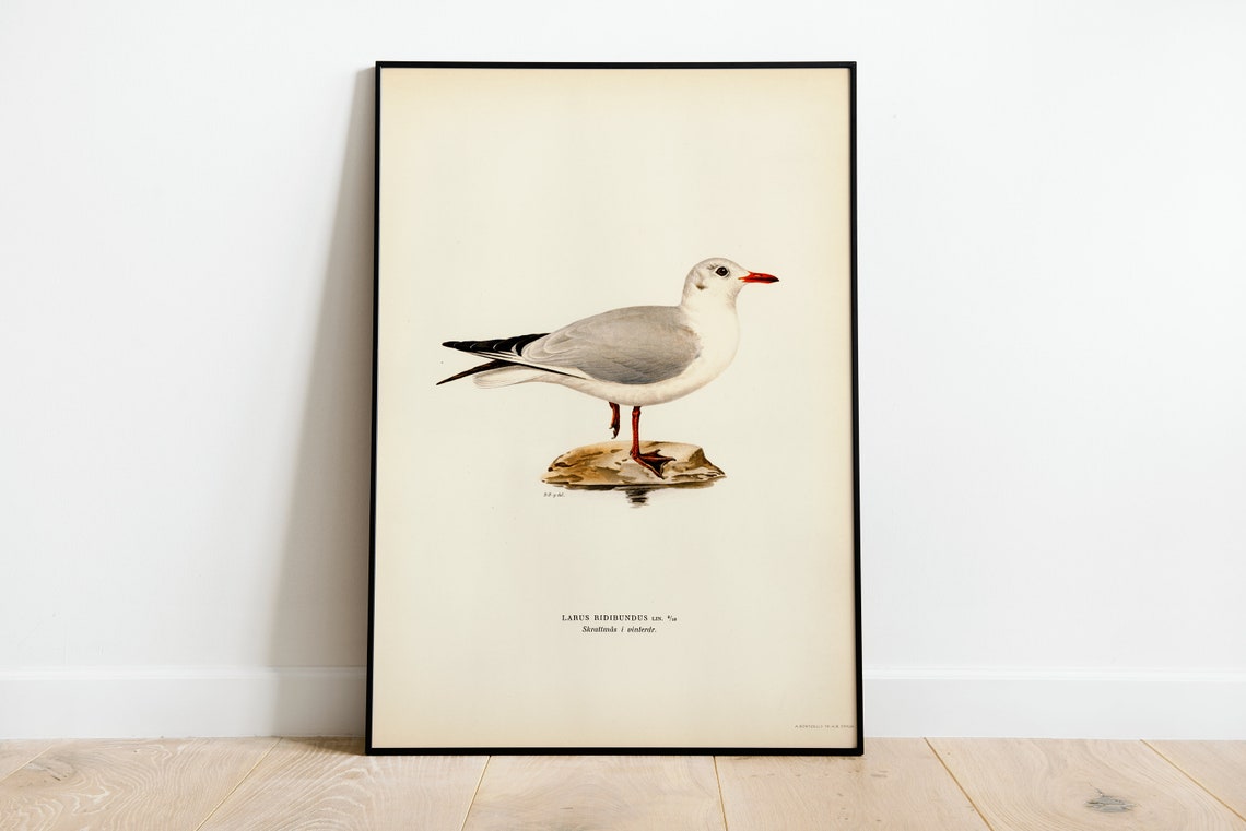Black Headed Gull Winter Plumage Vintage Bird Illustration Print