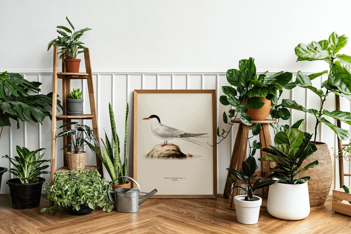 Arctic Tern Vintage Nature Art Print, Bird Artwork - Image 3