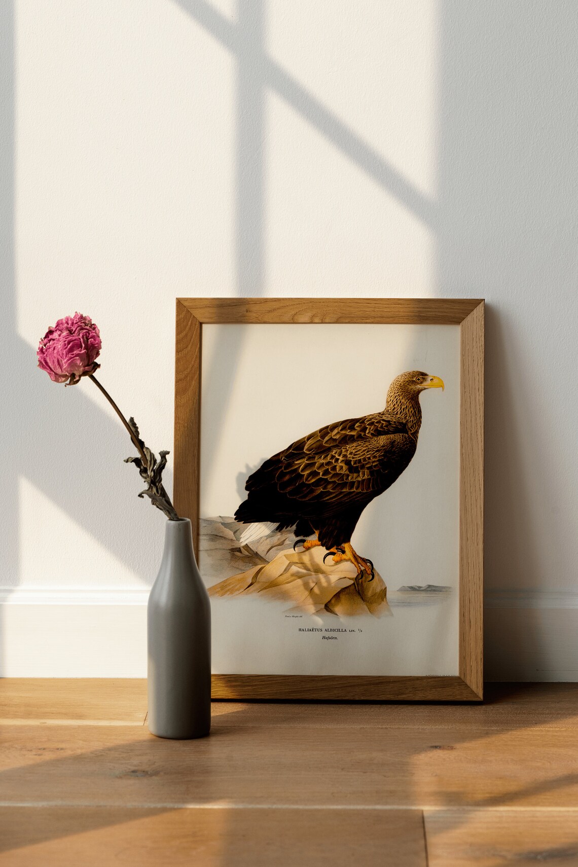 White Tailed Eagle Vintage Bird of Prey Natural History Poster - Image 2