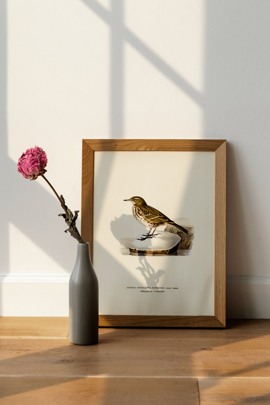 Water Pipit Vintage Bird Illustration Naturalist Songbird Print - Image 4