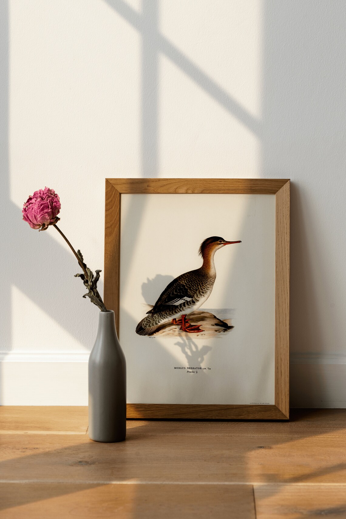 Red Breasted Merganser Female Vintage Bird Illustration Poster - Image 4