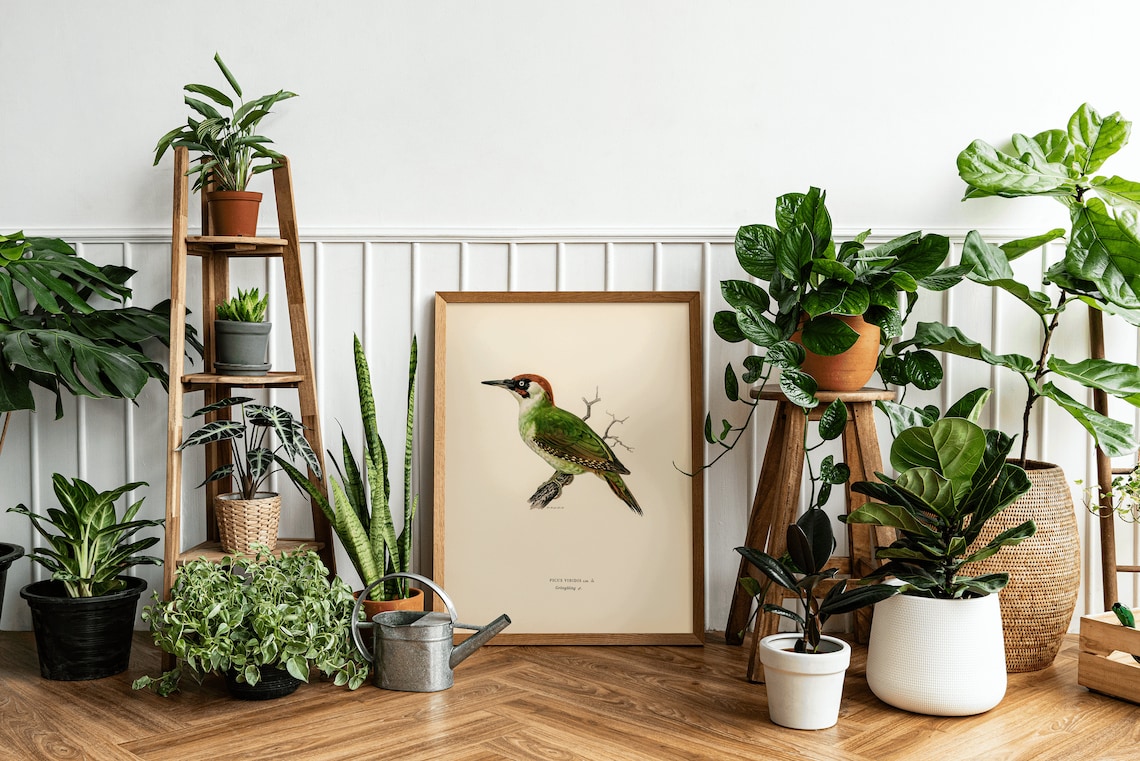 Green Woodpecker Bird Art Print, Vintage Nature Decor - Image 3