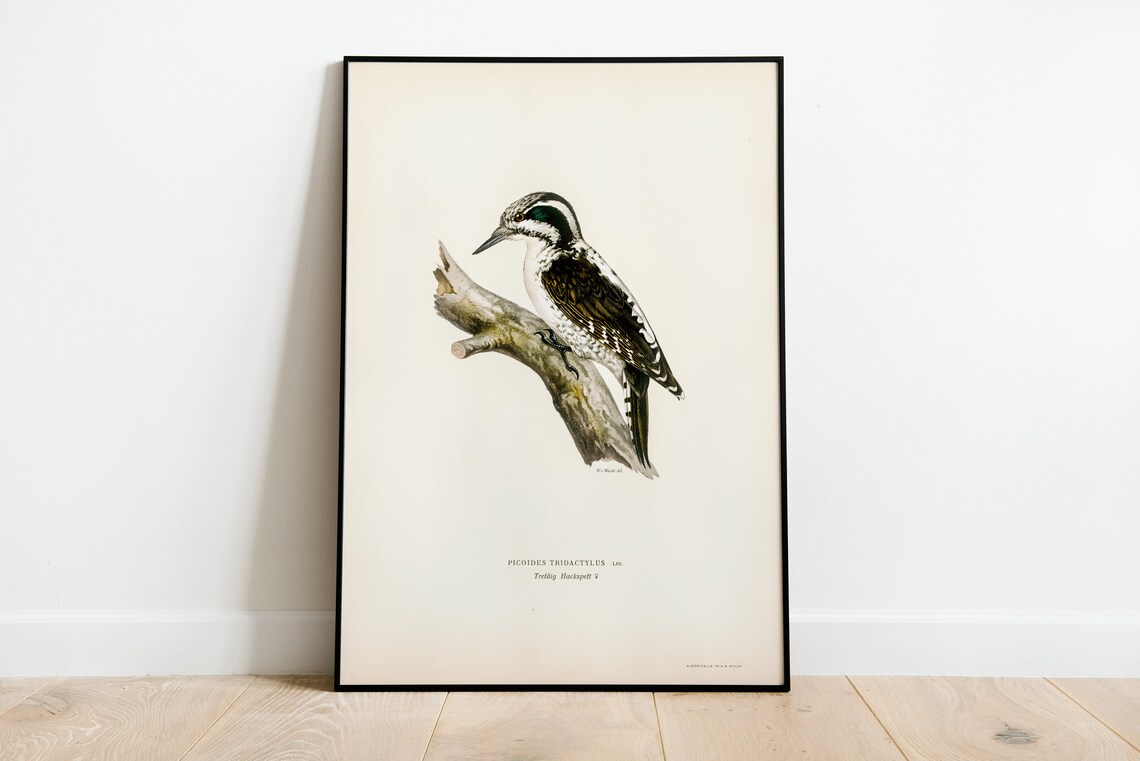 Three Toed Woodpecker Female Vintage Ornithology Naturalist Wall Art