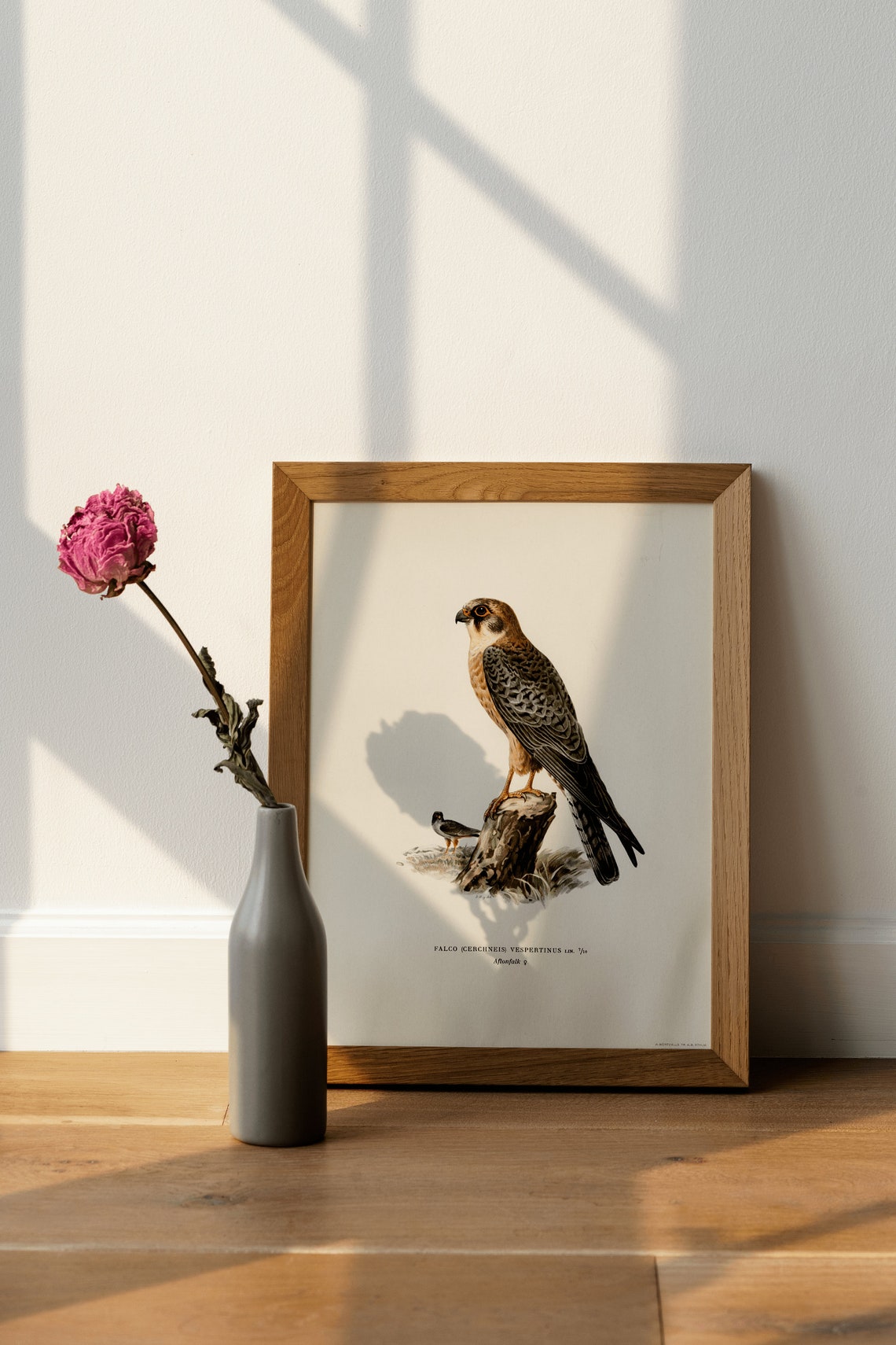 Red Footed Falcon Vintage Ornithological Illustration Poster - Image 4