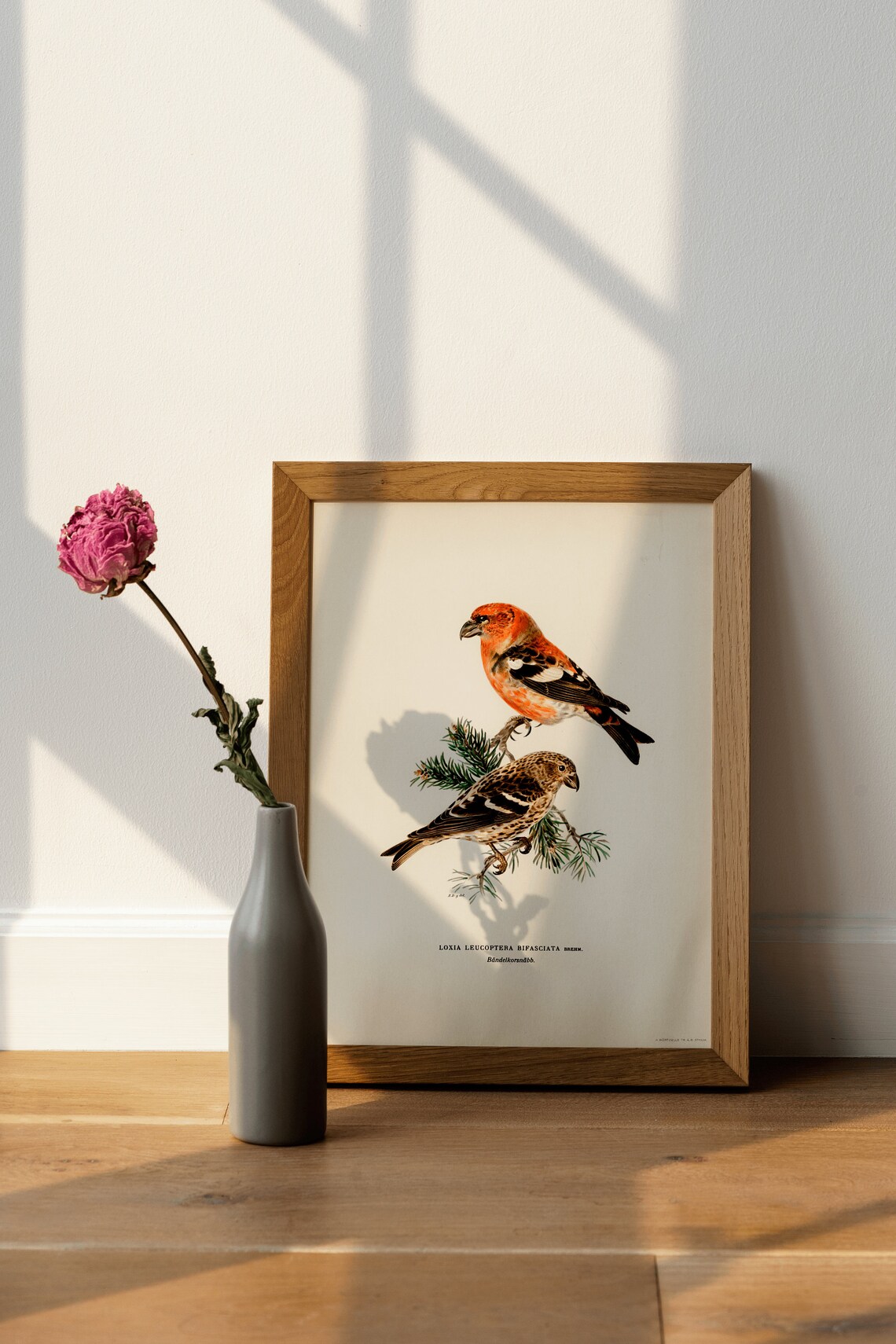 Two Barred Crossbill Vintage Nature Art Print - Image 4