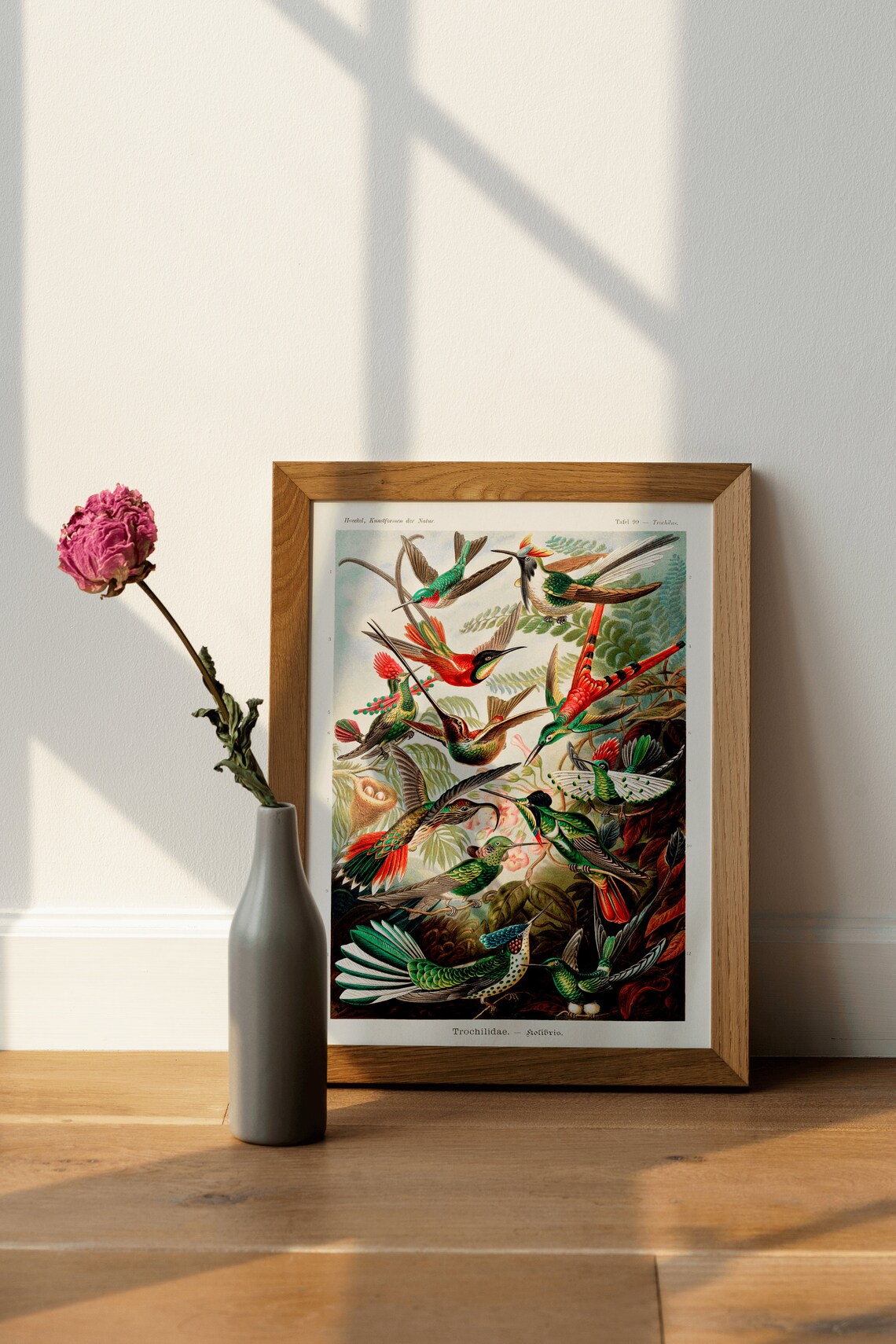 Ernst Haeckel Hummingbirds Trochilidae Vintage Scientific Art Poster - Image 4