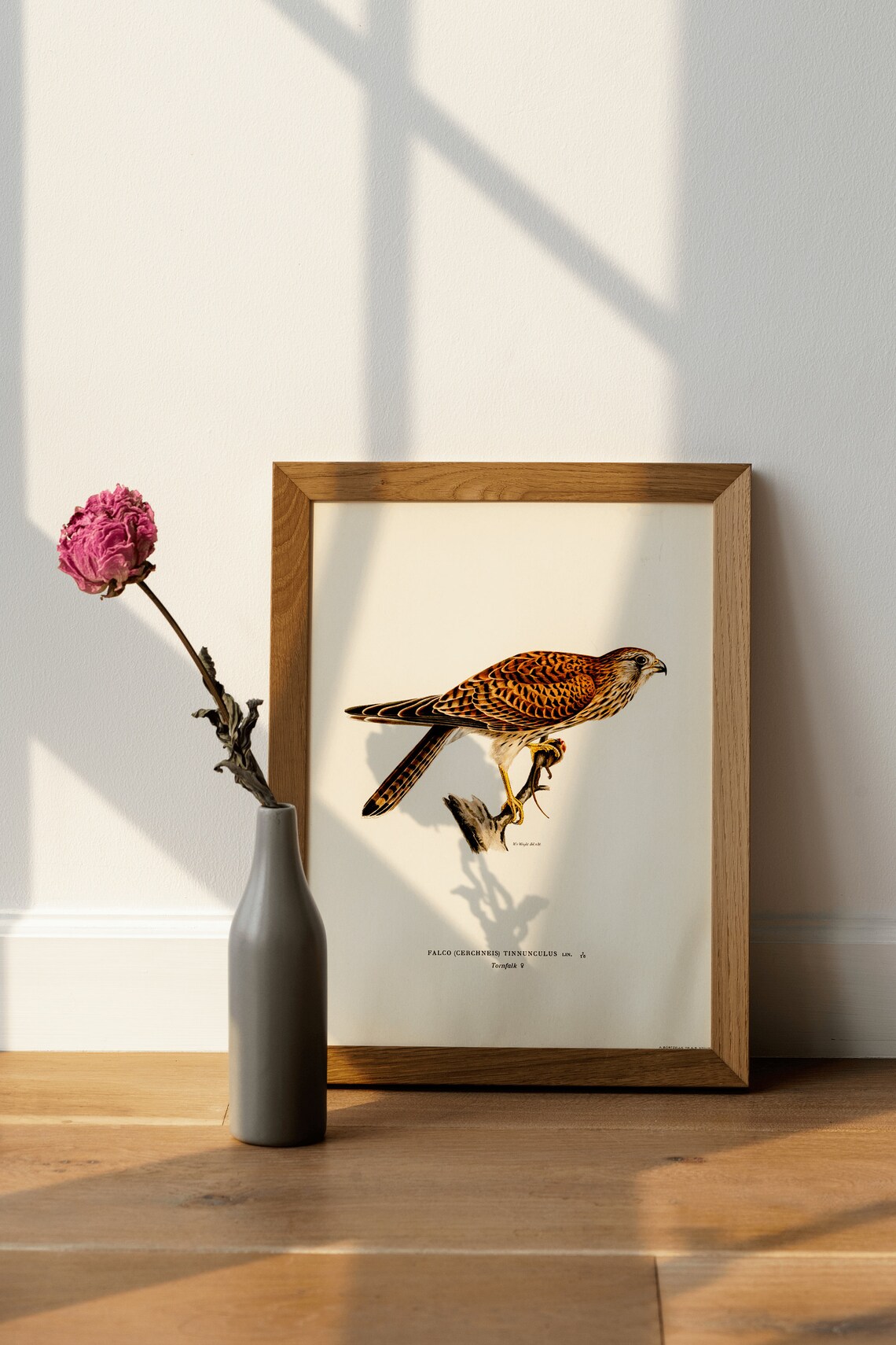 Common Kestrel Female Vintage Swedish Ornithology Bird of Prey Poster - Image 4