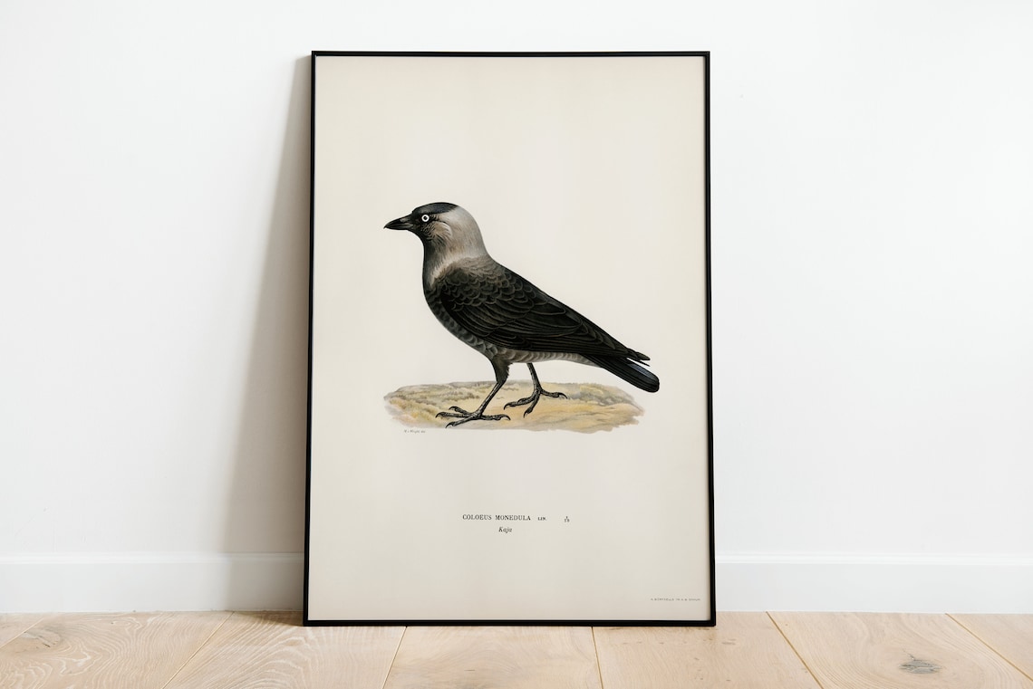 Vintage Jackdaw Bird Art Print, Classic Nature Decor
