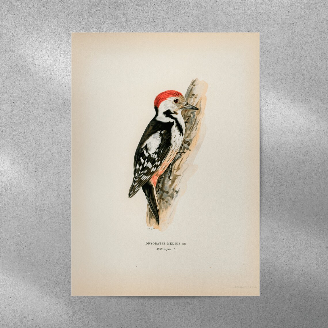 Middle Spotted Woodpecker Vintage Naturalist Bird Illustration Poster - Image 4