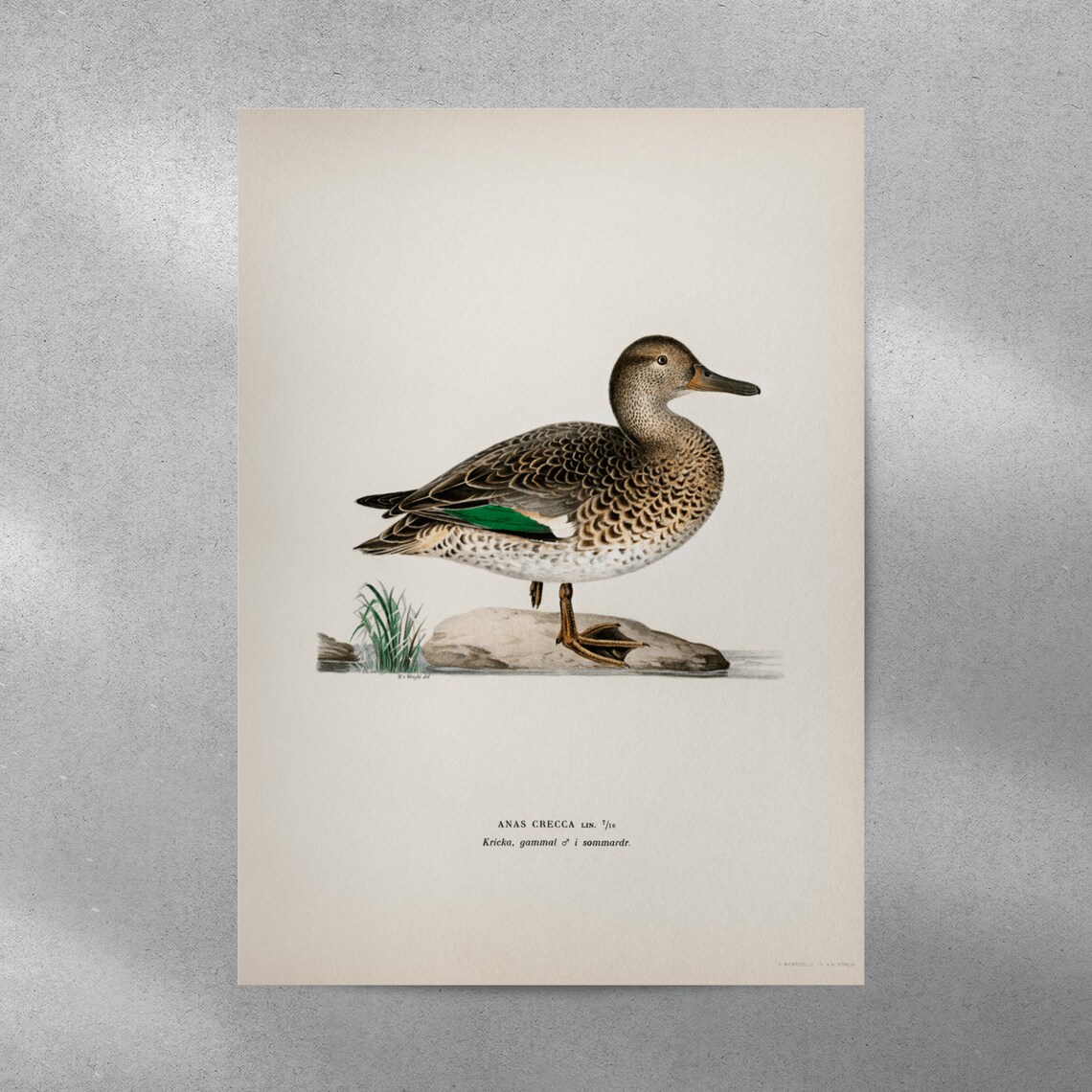 Vintage Duck Bird Nature Art Print, Home Decor - Image 4