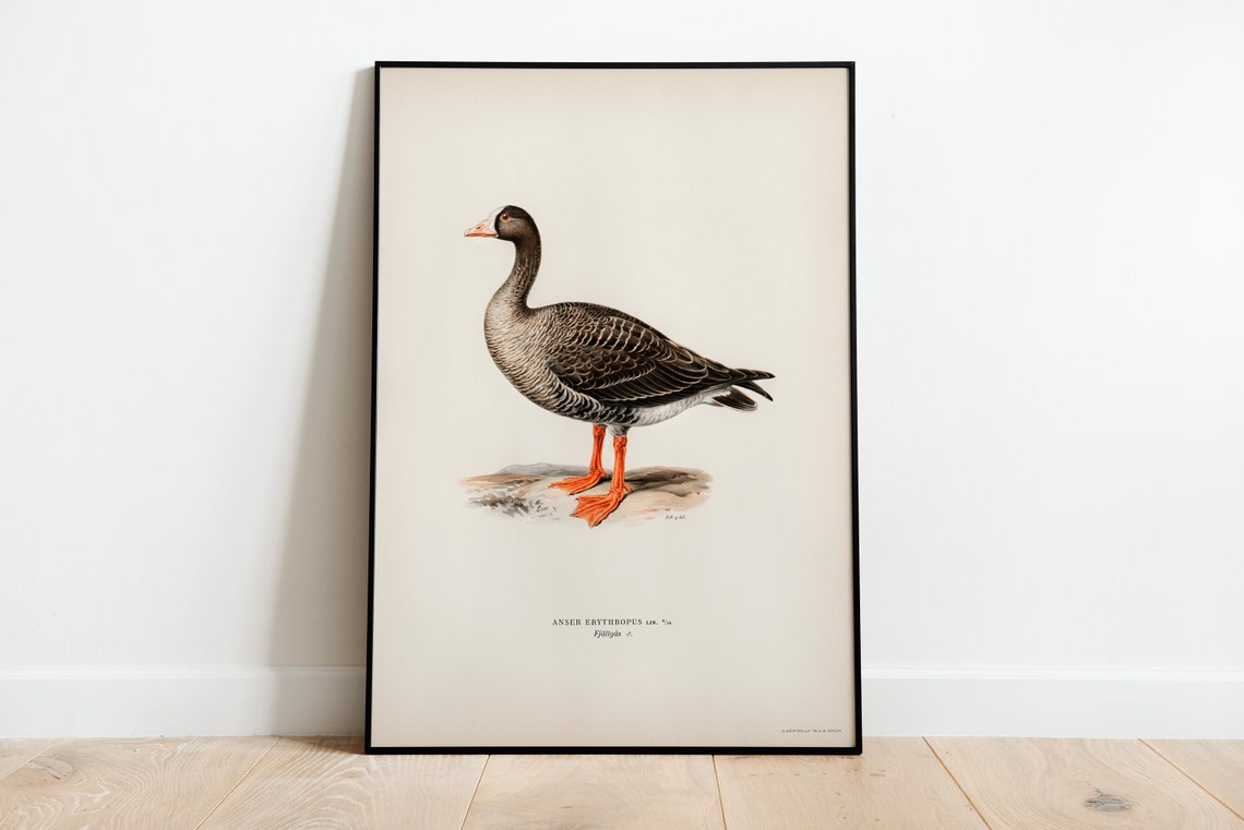 Wild Lesser White Fronted Goose Vintage Bird Archival Poster