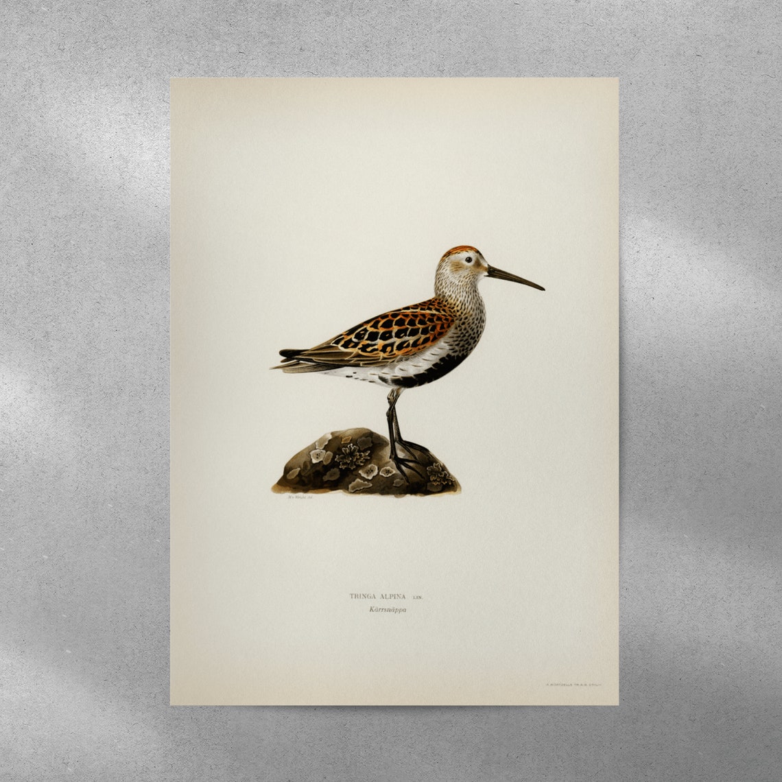 Dunlin Sea Bird Vintage Natural History Print Shorebird Illustration - Image 5