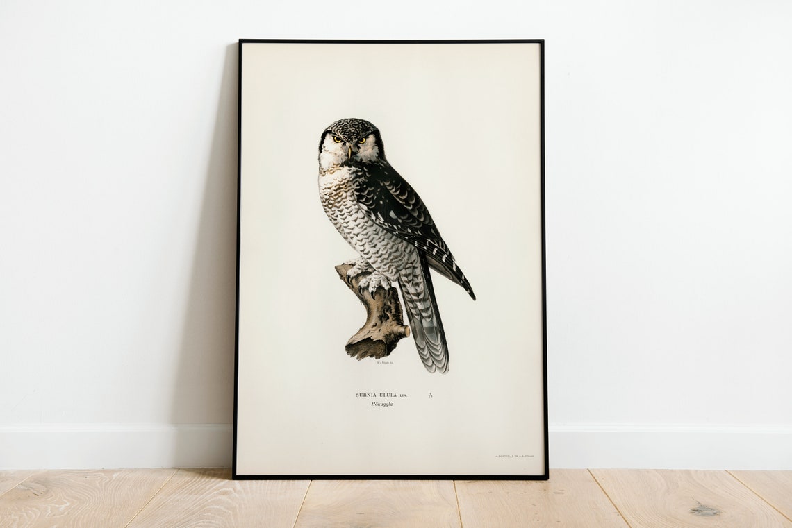 Northern Hawk Owl Surnia Ulula Vintage Owl Illustration Art Print