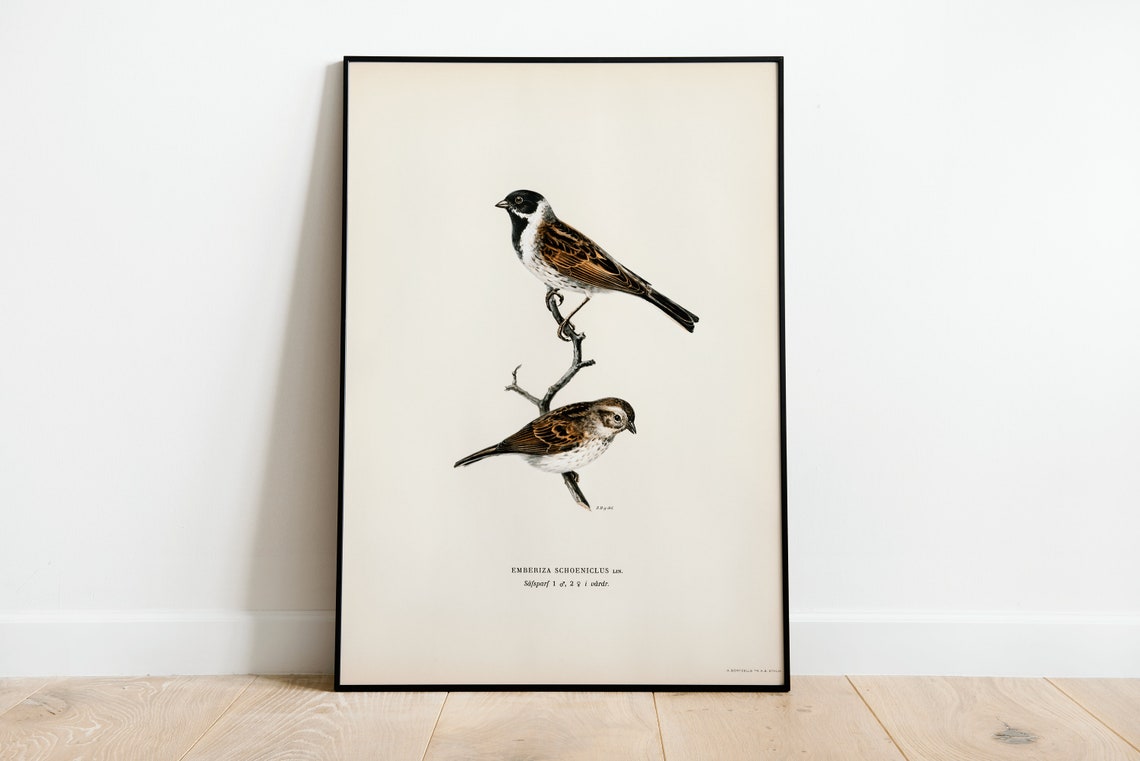 Reed Bunting Pair Vintage Ornithological Bird Illustration Poster