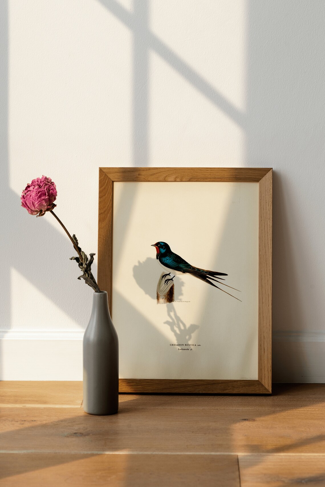 Barn Swallow Male Bird Vintage Nature Art Print - Image 4
