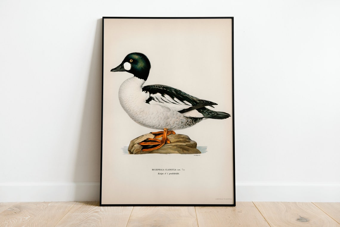 Goldeneye Duck Male Vintage Bird Illustration Archival Poster