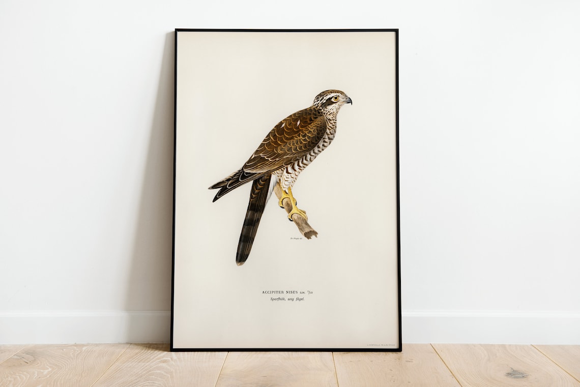 Sparrowhawk Bird Of Prey Vintage Nature Art Print