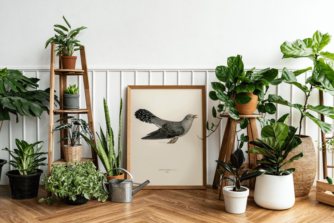Common Cuckoo Vintage Ornithology Bird Illustration Art Print - Image 3