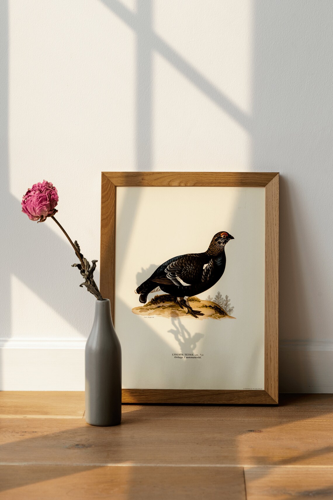 Black Grouse Vintage Ornithological Bird Illustration Art Poster - Image 4