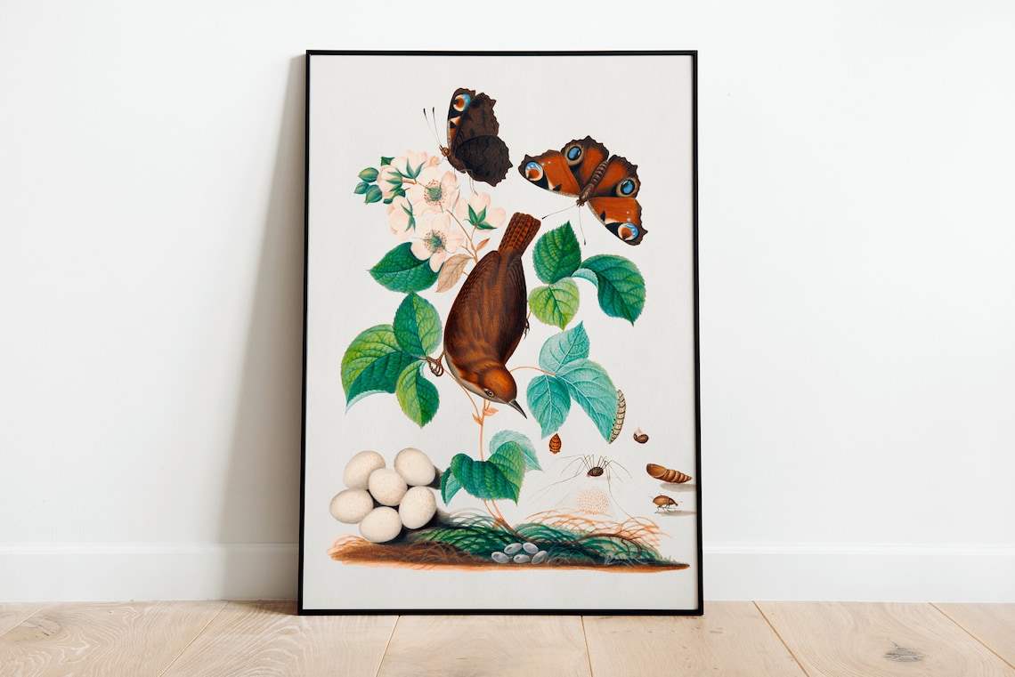 Vintage Songbird Butterflies Blossom Natural History Art Poster