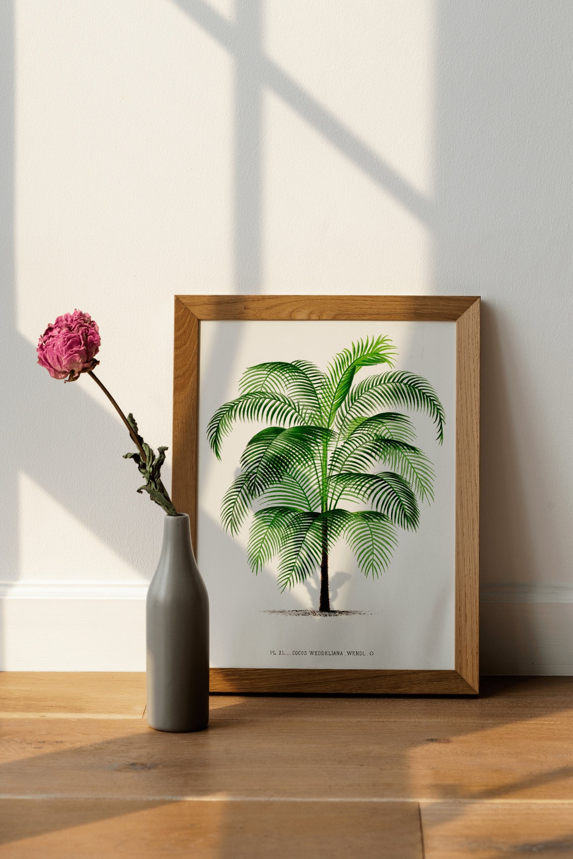 Vintage Palm Tree Botanical Illustration Cocos Weddeliana Art Print - Image 4