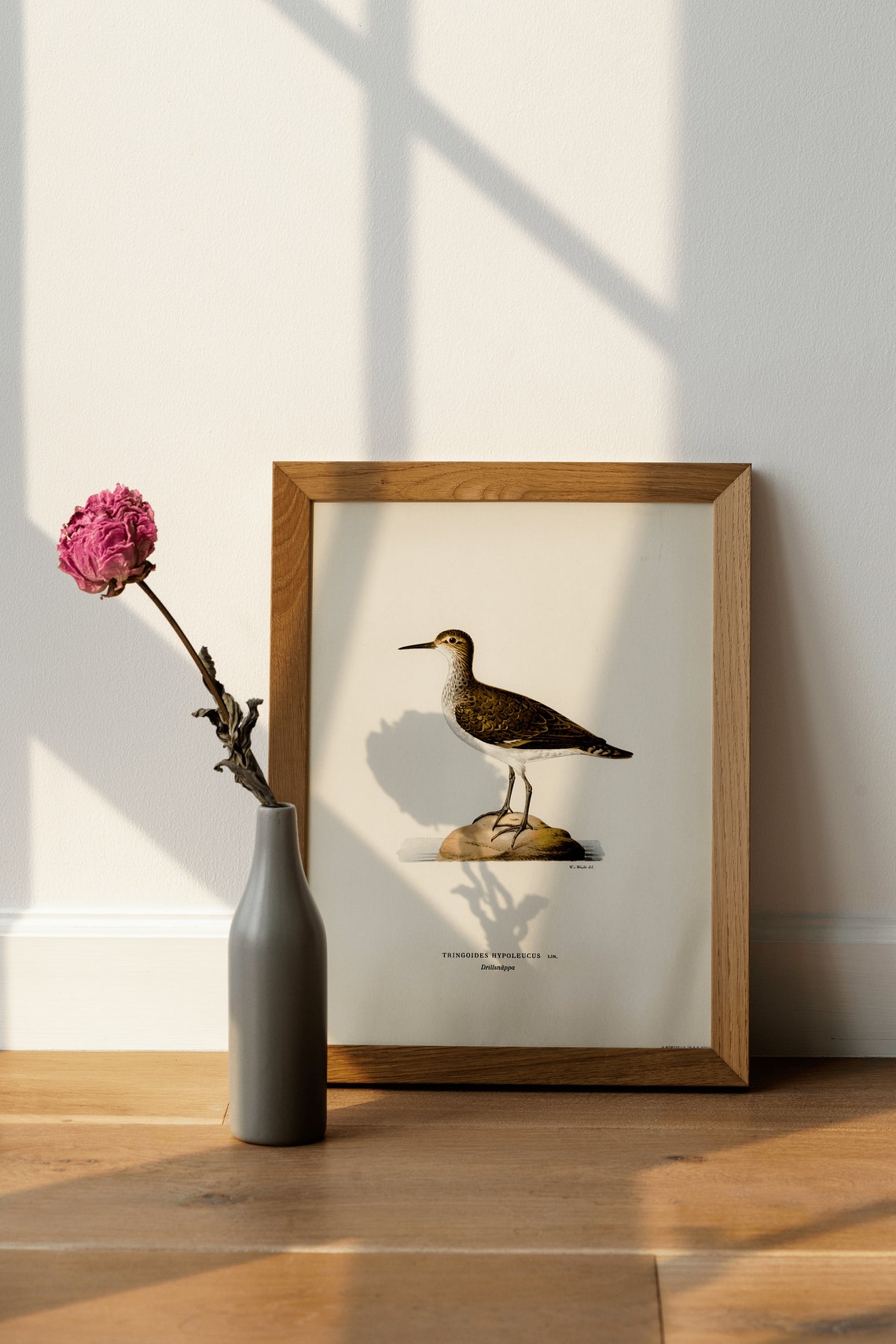 Common Sandpiper Wader Bird Vintage Natural History Print Study Art - Image 4
