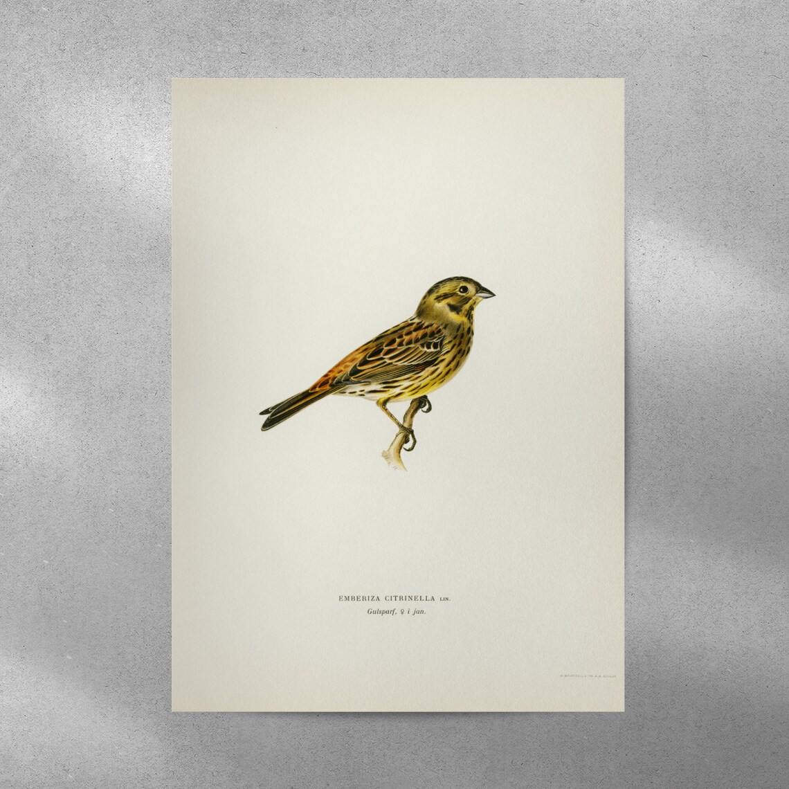 Yellowhammer Female Bird Vintage Nature Art Print - Image 4