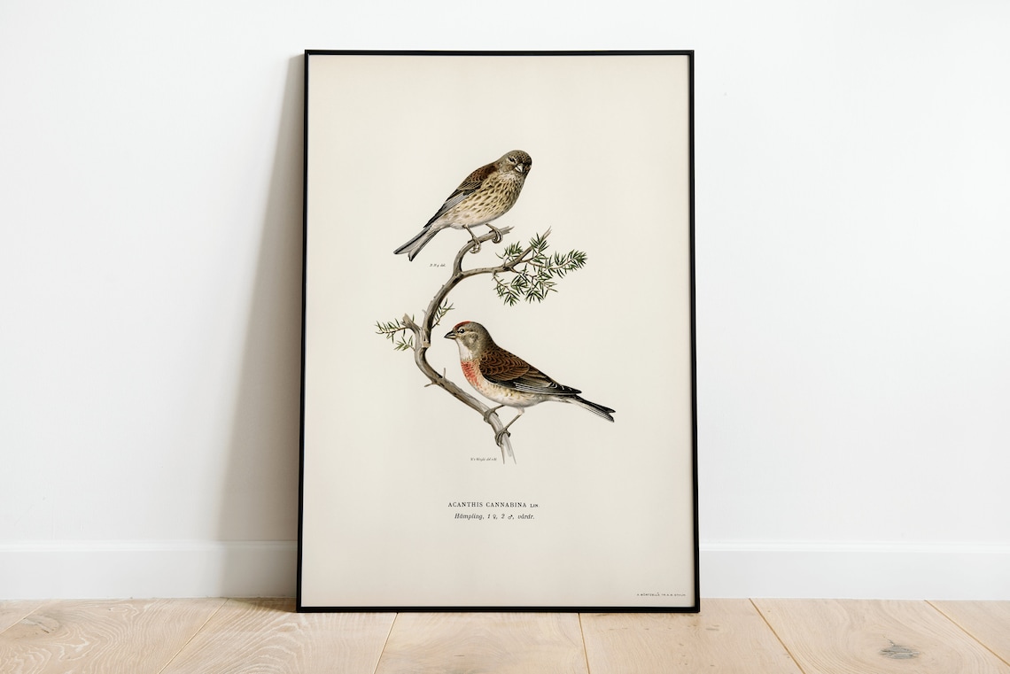 Linnet Bird Vintage Nature Art Print Poster