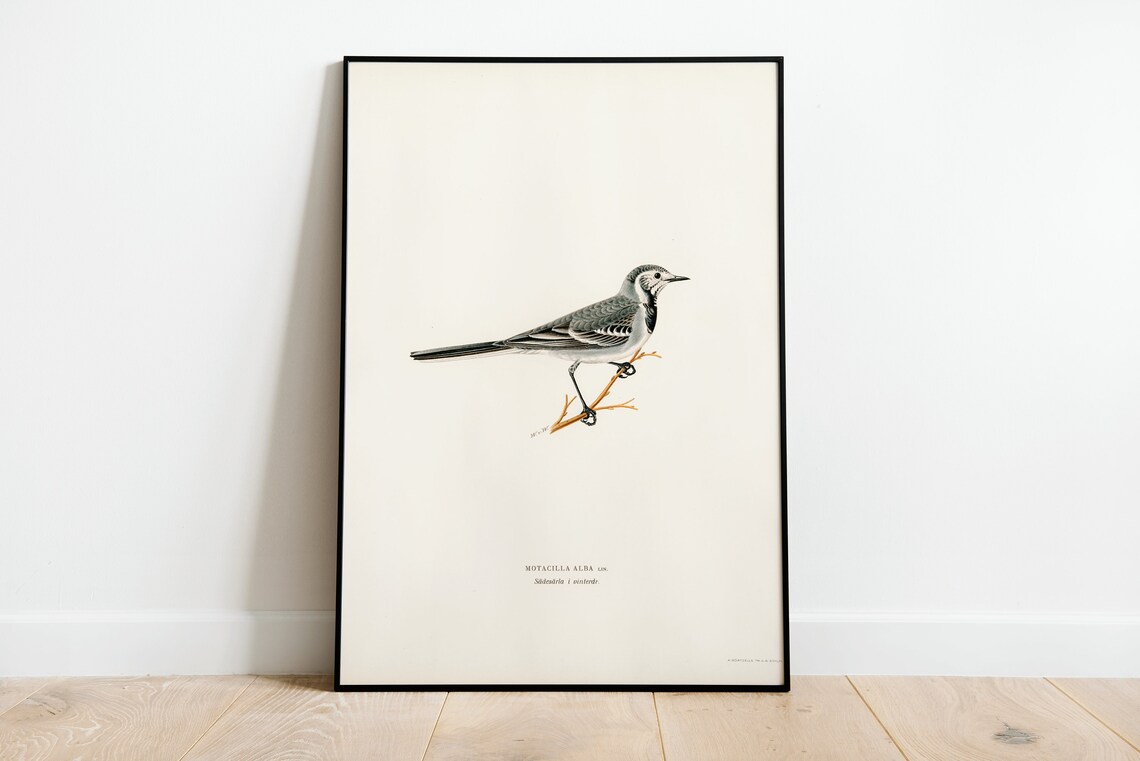 Pied Wagtail Bird Art Print, Vintage Nature Decor