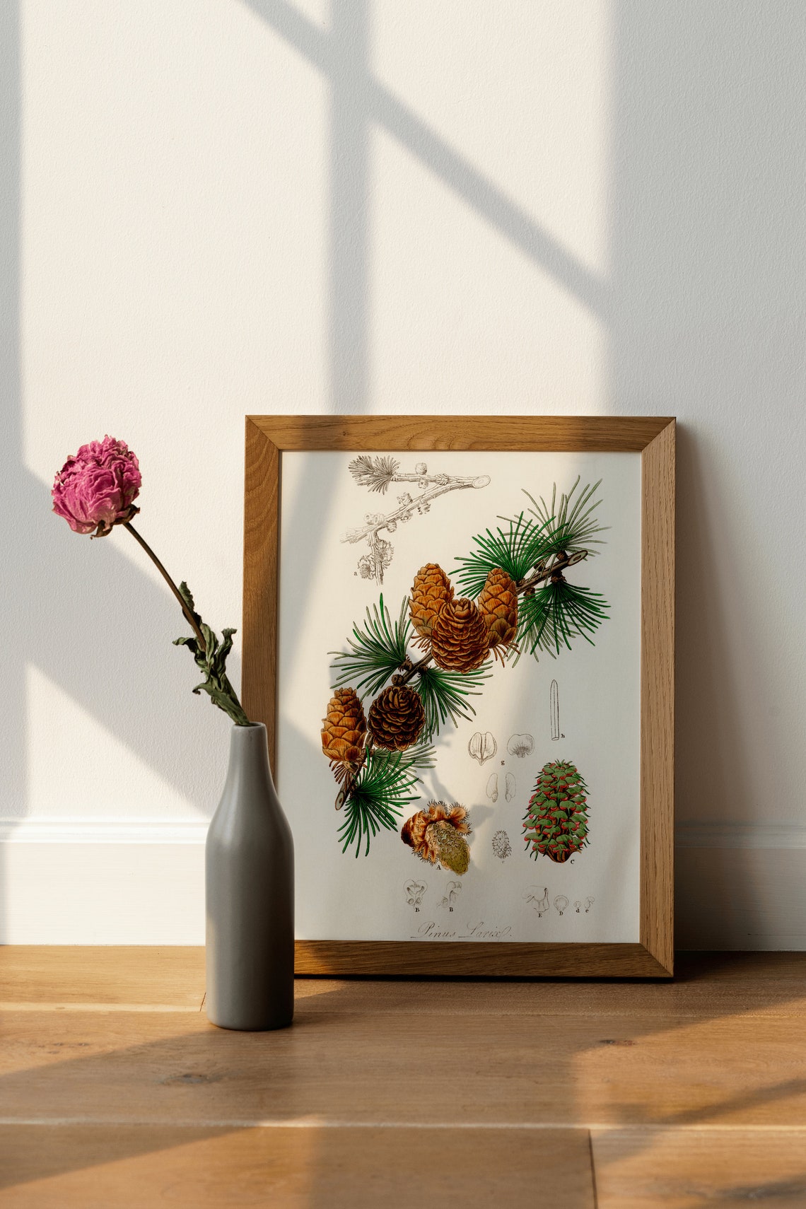 Pinus Laricio Pine Cones Vintage Botanical Illustration Wall Poster - Image 4